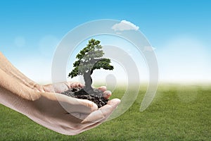 Human hands holding small plant