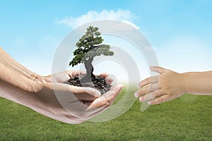 Human hands holding small plant