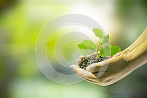 Human hands holding small plant