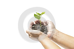 Human hands holding small plant