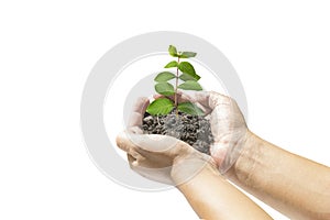 Human hands holding small plant