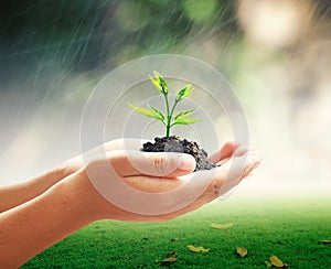 Human hands holding small tree