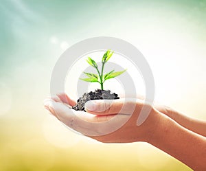 Human hands holding small tree