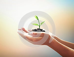 Human hands holding small tree