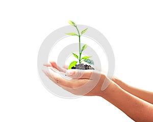 Human hands holding small tree