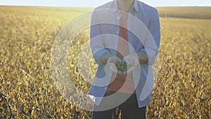 Human hands holding soy beans. Farmer hand in harvest ready soy bean cultivated agricultural field, organic farming soya