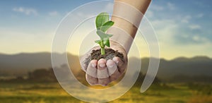 Human hands holding sprout young plant.environment Earth Day In hands of trees growing seedlings