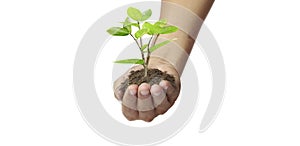 Human hands holding sprout young plant.environment Earth Day In hands of trees growing seedlings