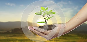 Human hands holding sprout young plant.environment Earth Day In hands of trees growing seedlings