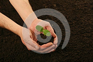 Human hands holding sprouted plant over the soil top view