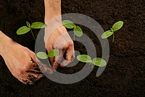 Human hands holding sprouted plant over the soil top view