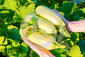 Human hands holding squashes against green kitchen garden. Female farmer with harvest of zucchini in summer sunny evening at