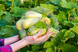 Human hands holding squashes against green kitchen garden. Female farmer with harvest of zucchini in summer sunny evening at