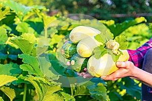 Human hands holding squashes against green kitchen garden. Female farmer with harvest of zucchini in summer sunny evening at