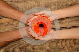 Human hands holding tender summer flower together isolated on wooden background with copyspace