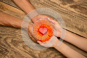 Human hands holding tender summer flower together isolated on wooden background with copyspace