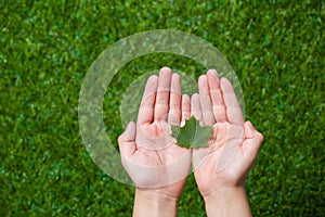 Human hands holding tree leaf