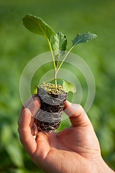 Human hands holding young plant with soil over blurred nature background. Ecology World Environment Day CSR Seedling Go