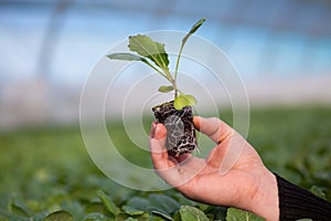 Human hands holding young plant with soil over blurred nature background. Ecology World Environment Day CSR Seedling Go