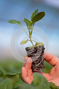 Human hands holding young plant with soil over blurred nature background. Ecology World Environment Day CSR Seedling Go