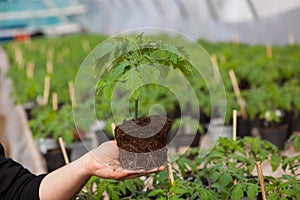 Human hands holding young plant with soil over blurred nature background. Ecology World Environment Day CSR Seedling Go