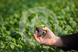 Human hands holding young plant with soil over blurred nature background. Ecology World Environment Day CSR Seedling Go