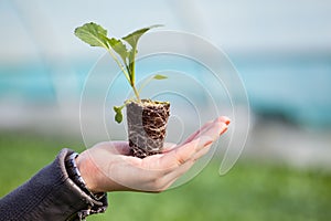 Human hands holding young plant with soil over blurred nature background. Ecology World Environment Day CSR Seedling Go