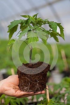 Human hands holding young plant with soil over blurred nature background. Ecology World Environment Day CSR Seedling Go