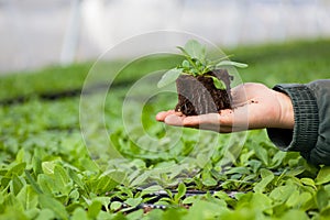 Human hands holding young plant with soil over blurred nature background. Ecology World Environment Day CSR Seedling Go