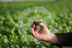 Human hands holding young plant with soil over blurred nature background. Ecology World Environment Day CSR Seedling Go
