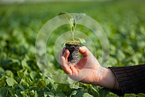 Human hands holding young plant with soil over blurred nature background. Ecology World Environment Day CSR Seedling Go