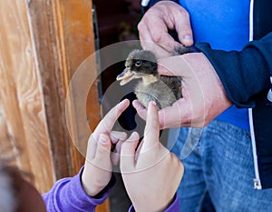 Human Hands Holds Duckling