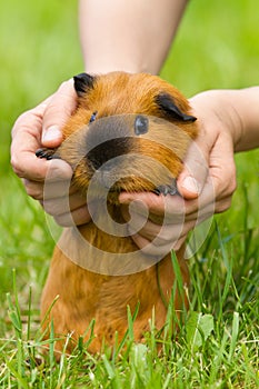 Human hands lift guinea pig over the grass