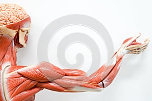 Human hands muscle