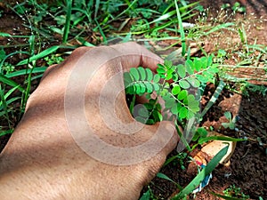human hands plant meniran background nature