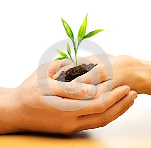 Human hands with plant sprout