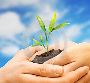 Human hands with plant sprout