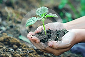 Human hands planting a sprout to the ground. Protecing enviroment