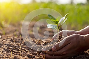 Human hands are planting trees and watering the plants to help increase oxygen in the air.