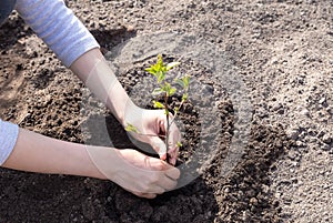 Human hands are planting young green tree sapling in a soil