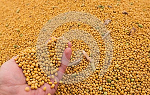 Human hands pouring soy beans