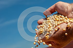 Human hands pouring soy beans