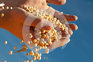 Human hands pouring soy beans