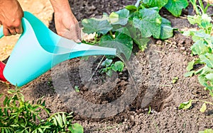 Human hands pouring water to hole in garden