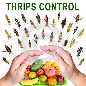 Human hands protecting fruit crops from thrips pests photo