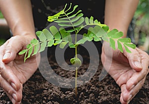 Human hands protecting green small plant life concept.