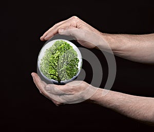 Human hands protecting tree