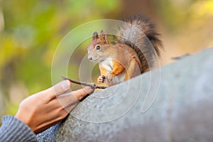 The human hands and red squirrel