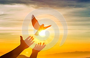 human hands releasing dove of peace into air concept for freedom, peace and spirituality. Silhouette dove flying over human hand