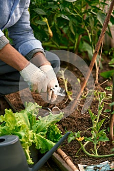 Human hands and seedling against soil fertilized by mulch. Farmer plants tomato seedlings in open ground. Spring work in